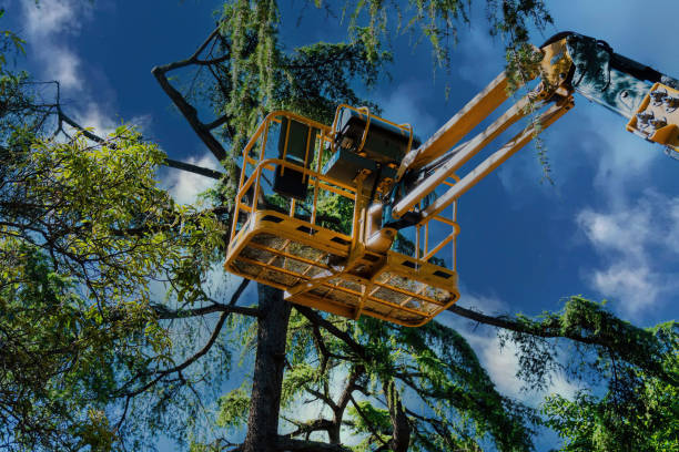 Professional Tree Removal in Walker Valley, NY