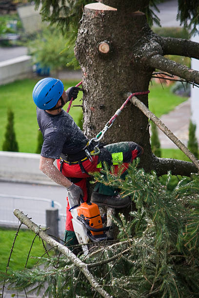 Best Firewood Processing and Delivery  in Walker Valley, NY