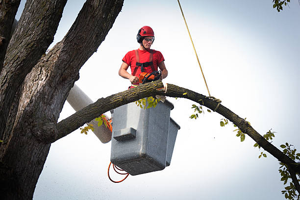 Best Tree Cabling and Bracing  in Walker Valley, NY